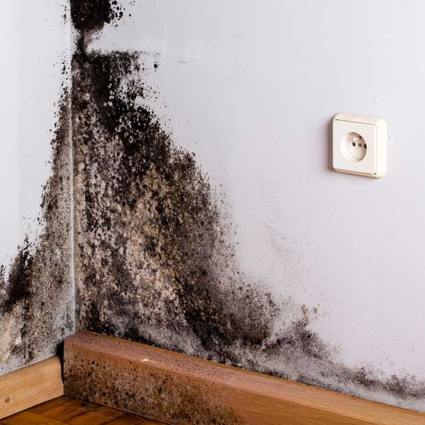 best-van-nuys-mold-removal-company